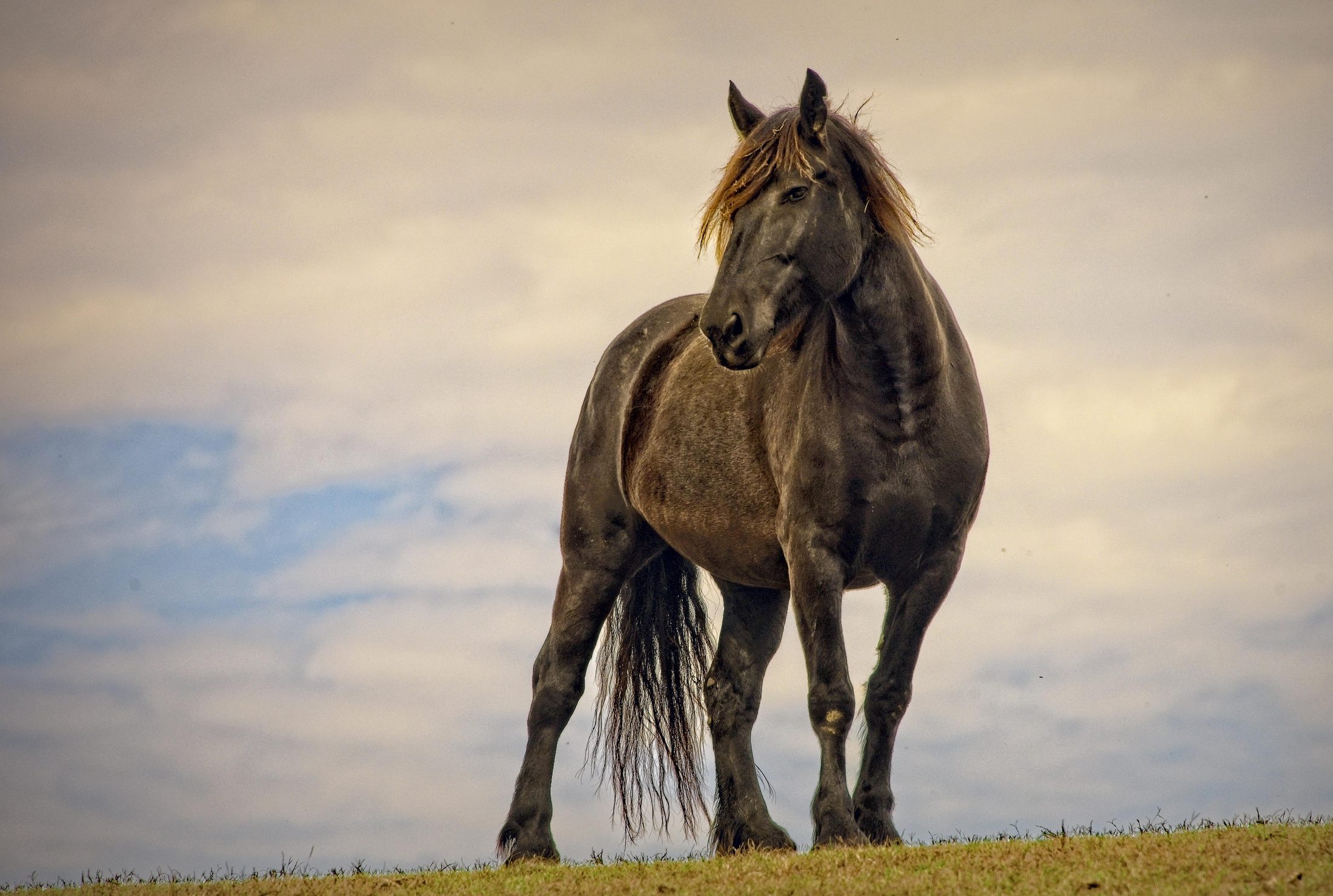Horse standing on a ridge at golden hour