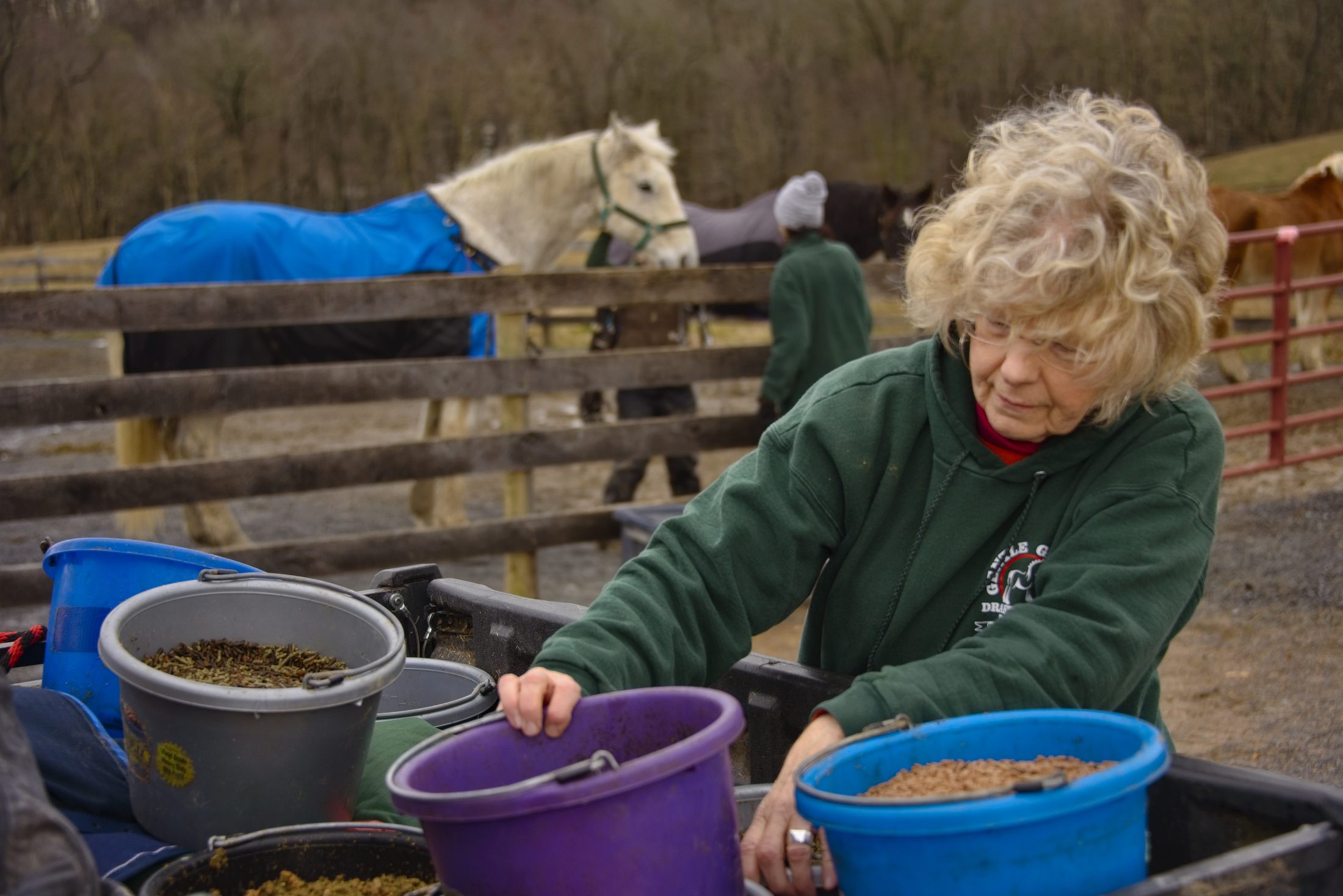 Woman feeding horses from buckets in a paddock