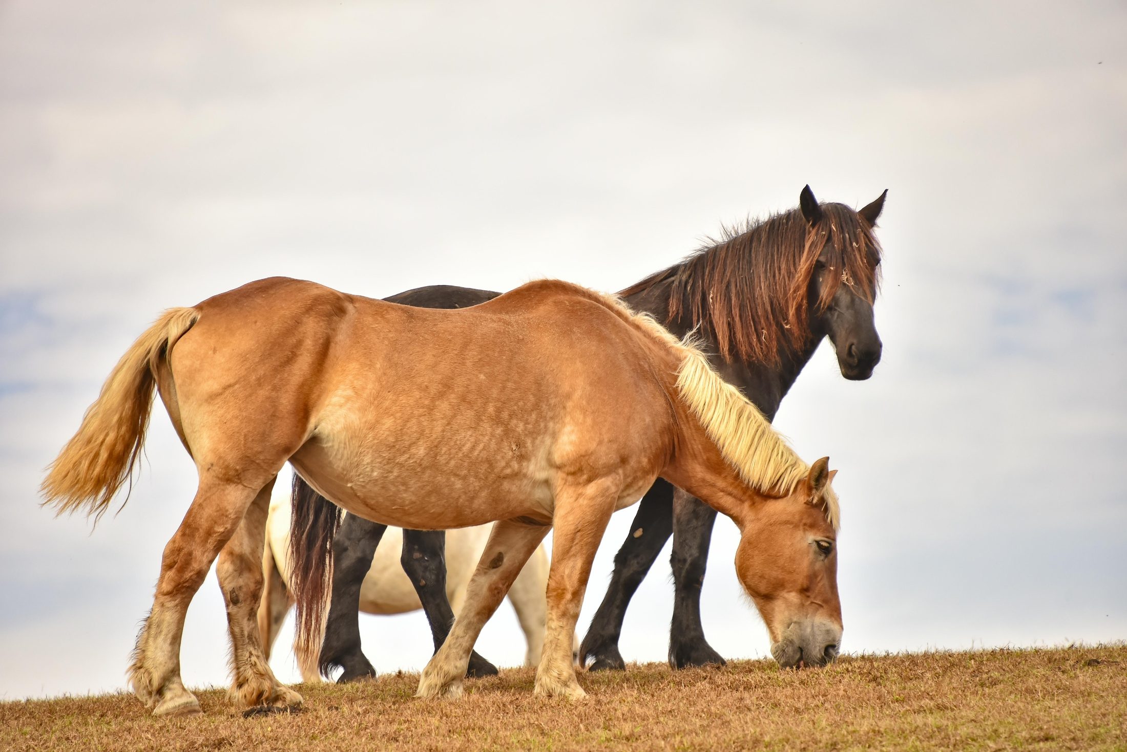 Two horses grazing together on the same ridge