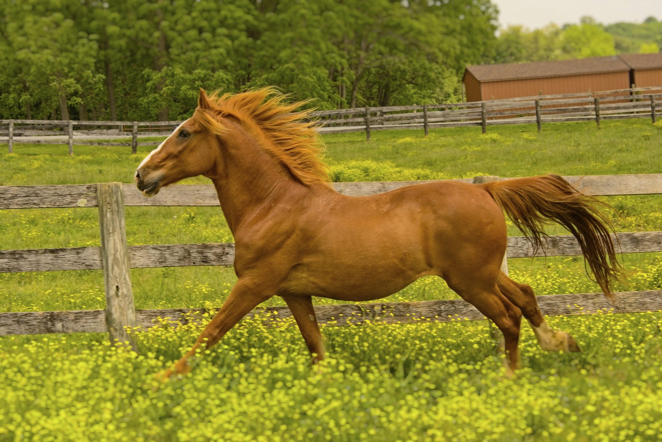 Horse running along a fence line through wildflowers