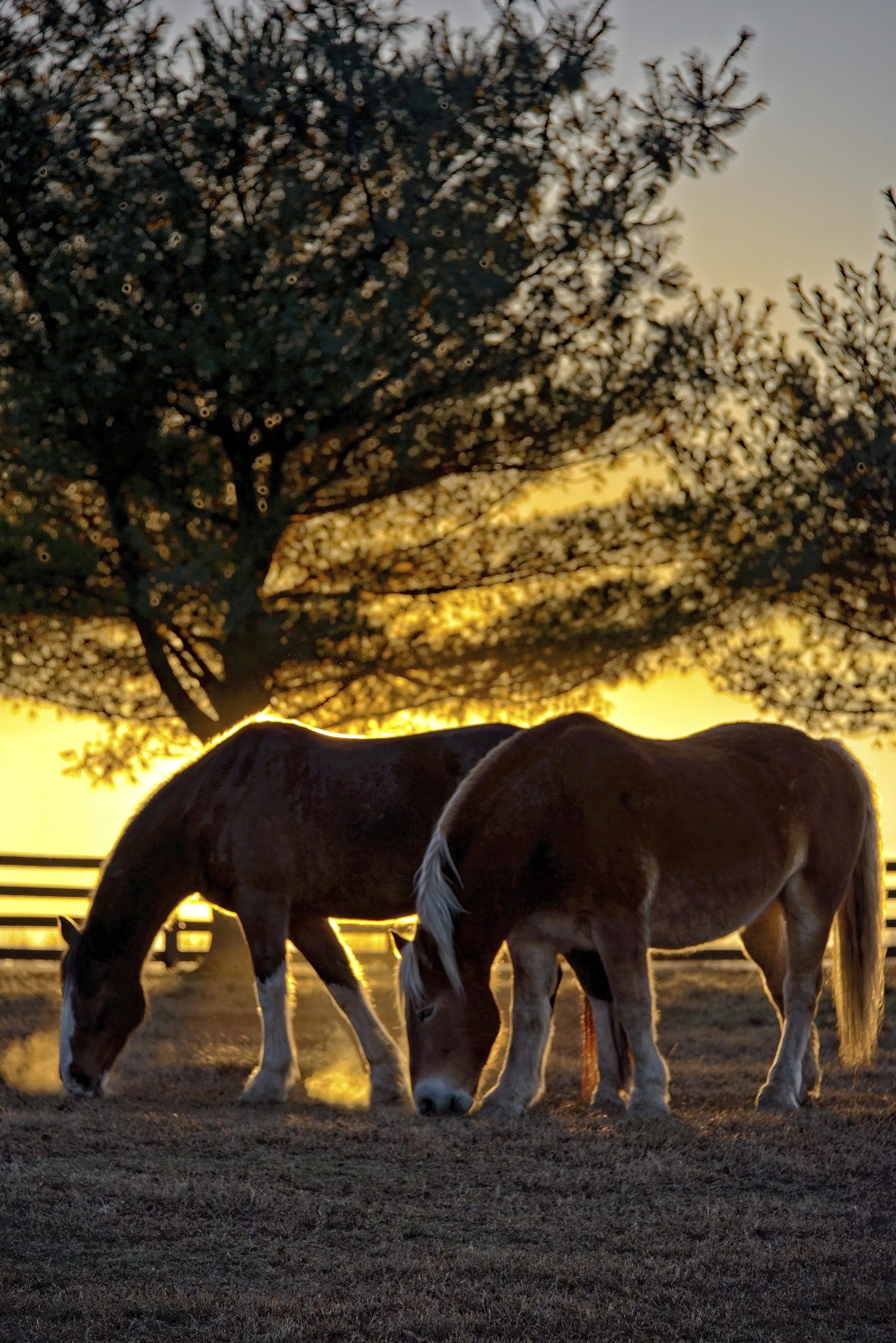 Two horses grazing at sunset, silhouetted by a tree