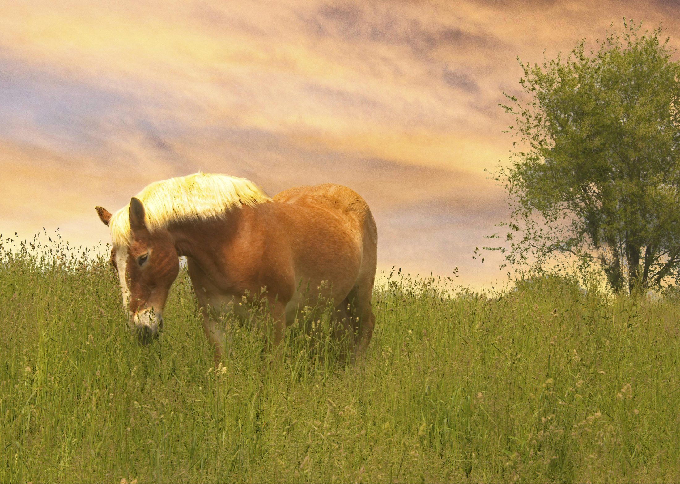 Horse grazing in tall grass at dusk
