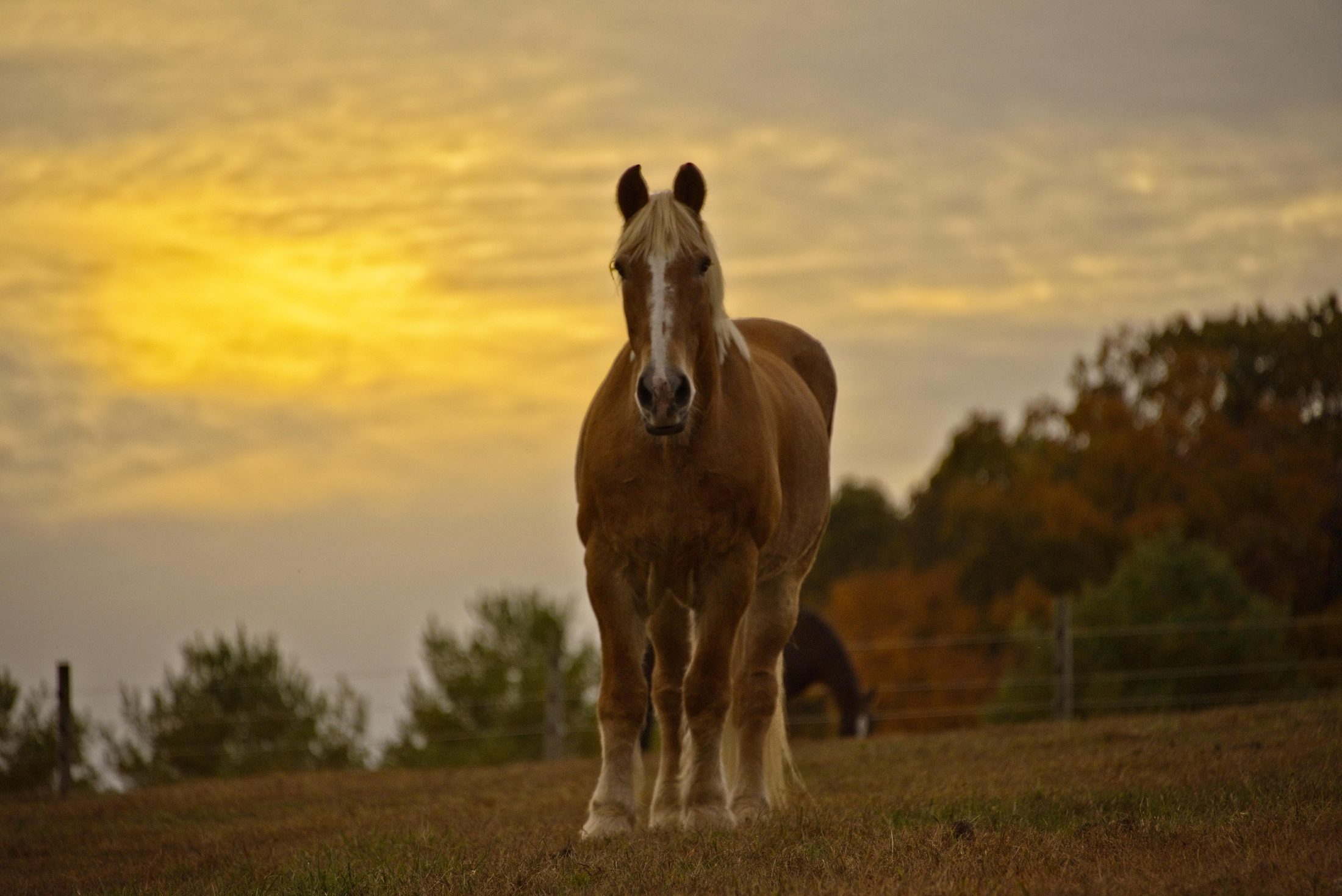 Horse on a hillside at golden hour