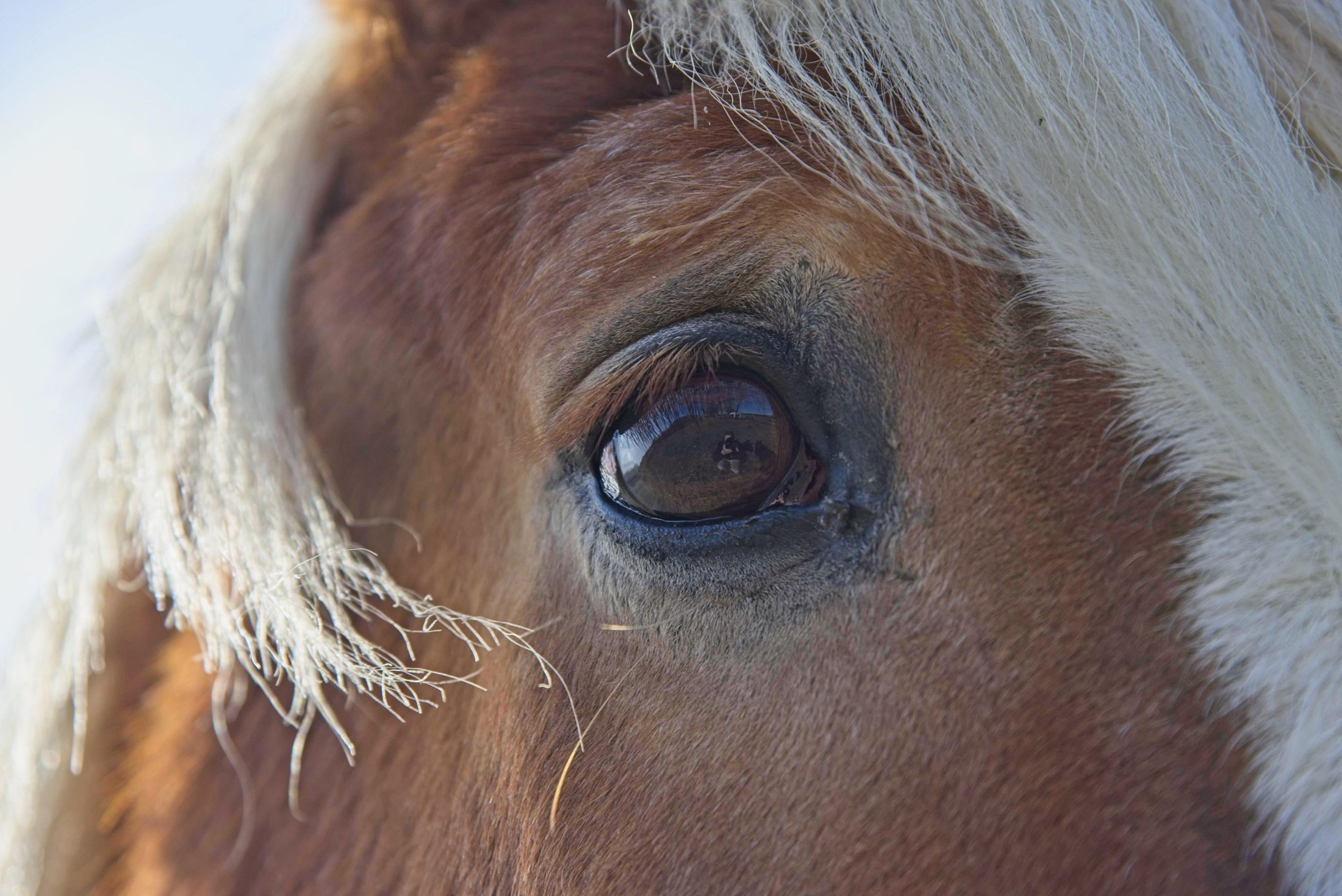 Close detail of a horse's eye