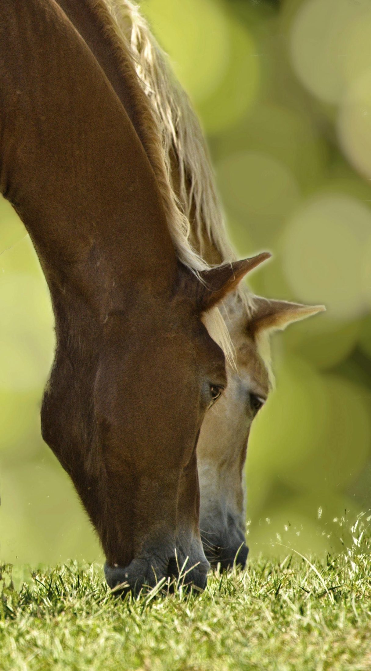 Two horses grazing head to head, close detail