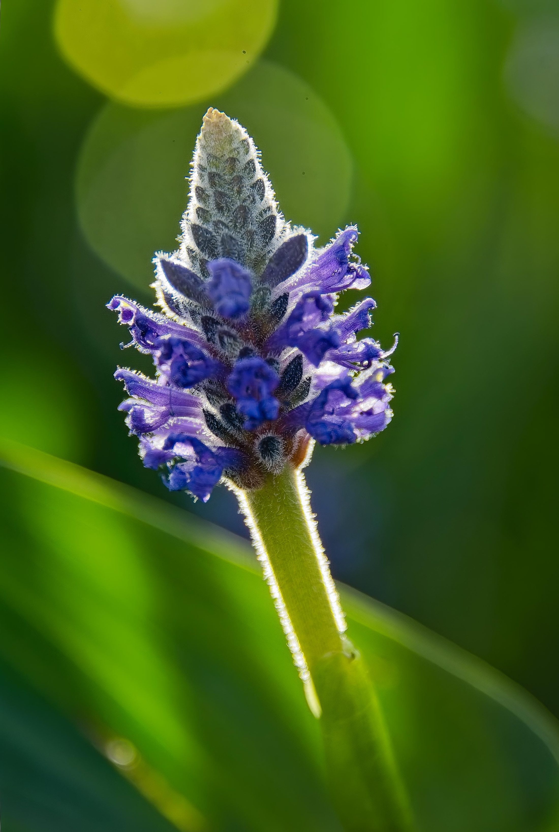 Pickerelweed flowers, macro