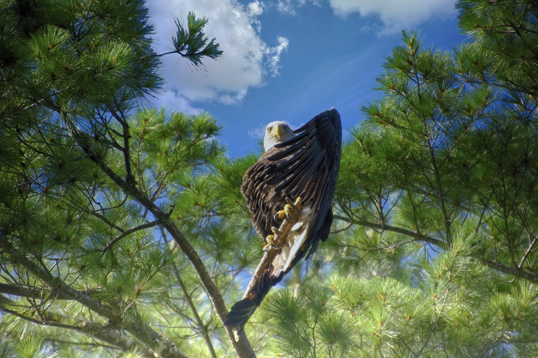 Bald eagle perched in a pine tree