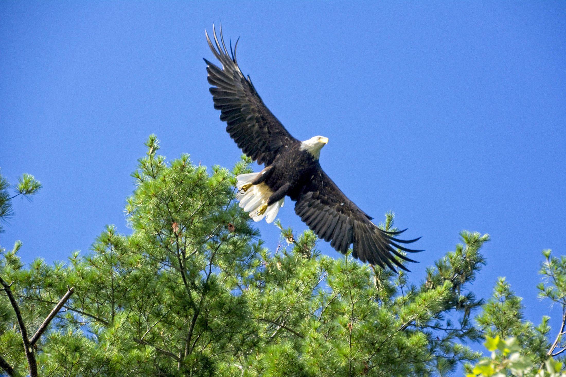 Bald eagle in flight over pine trees