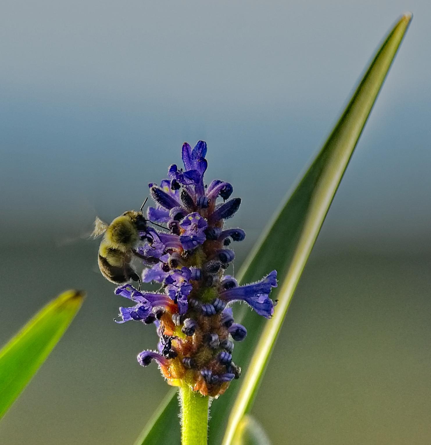 Bee on a pickerelweed flower, macro