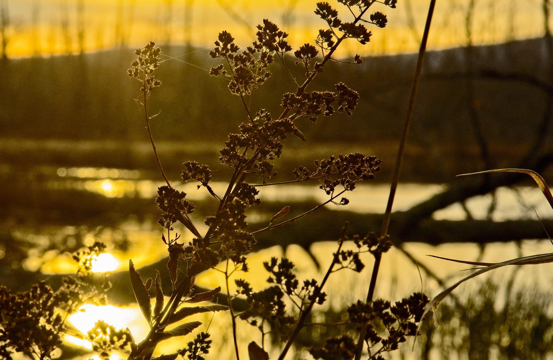 Backlit wildflowers at sunset