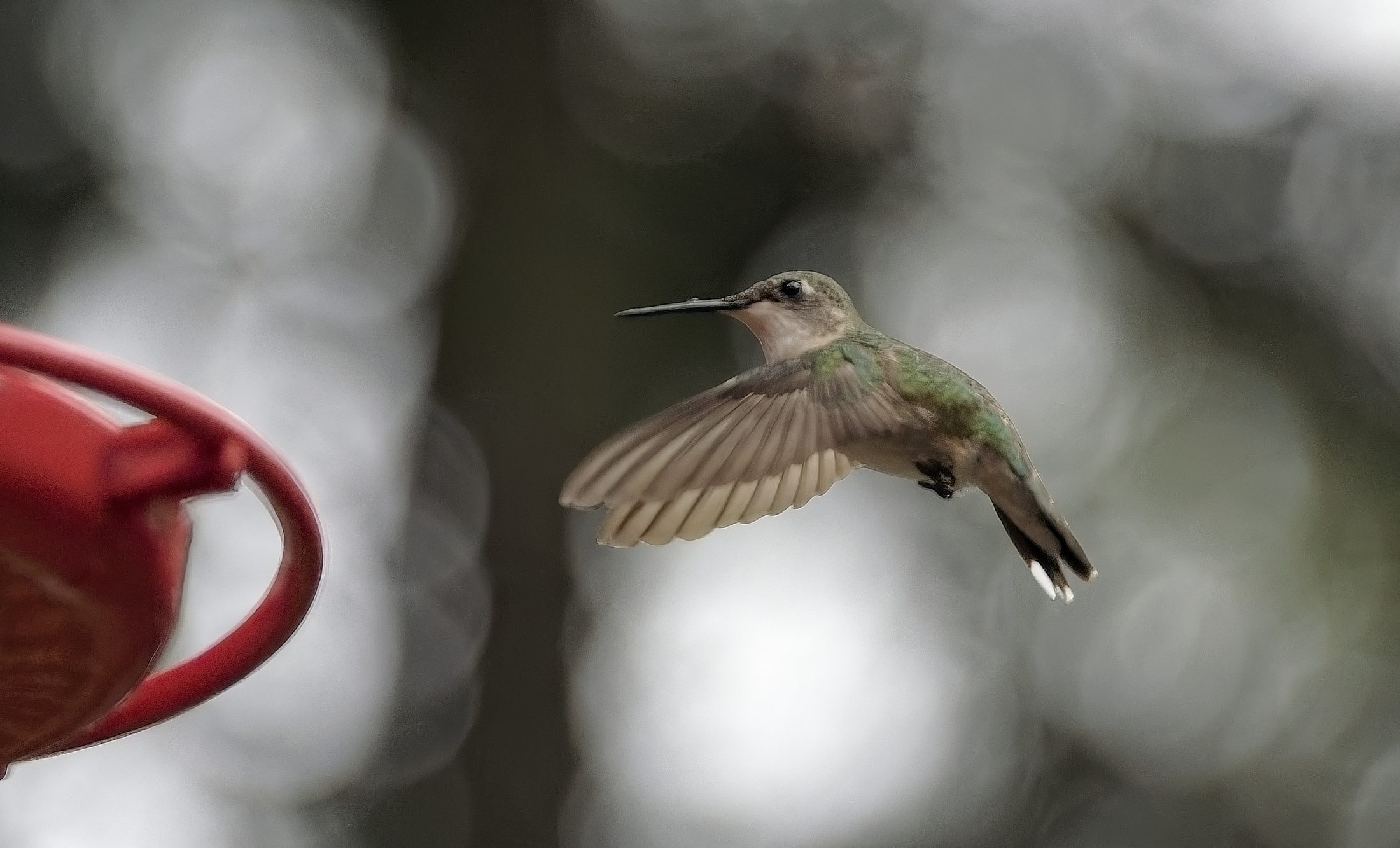 Hummingbird in flight beside a feeder