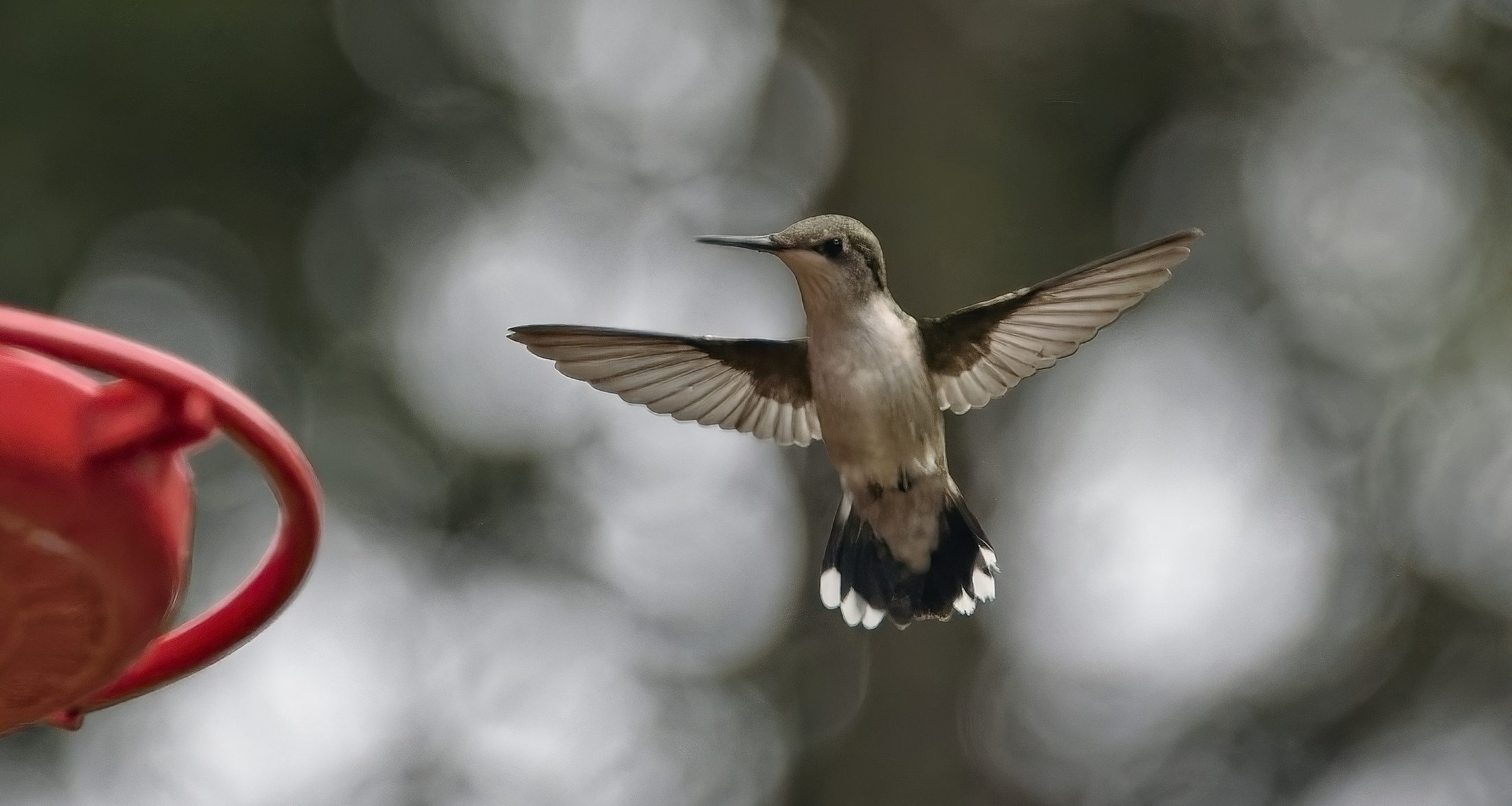 Hummingbird in flight, tail fanned, beside a feeder