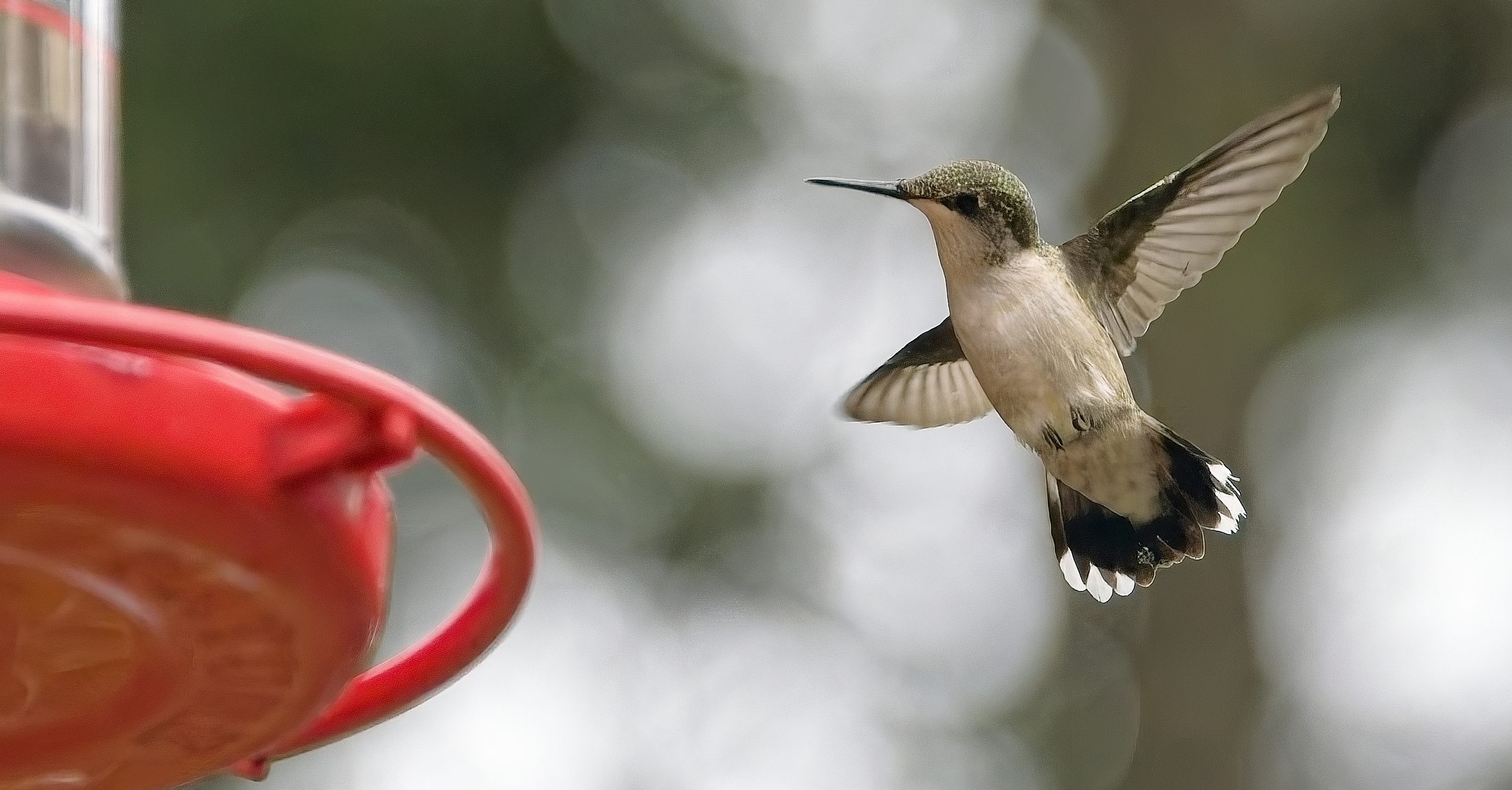 Hummingbird in flight beside a feeder, three-quarter view