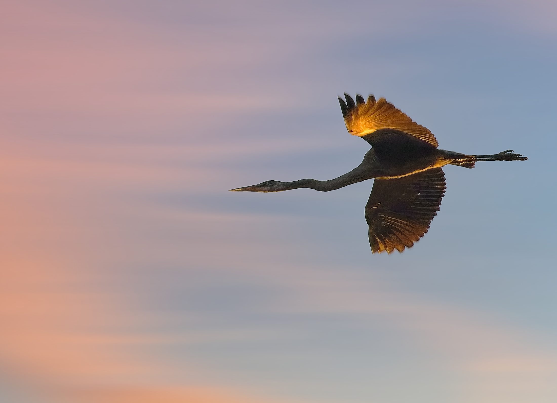 Bird in flight at sunset, backlit wings, over Fourth Debsconeag Lake