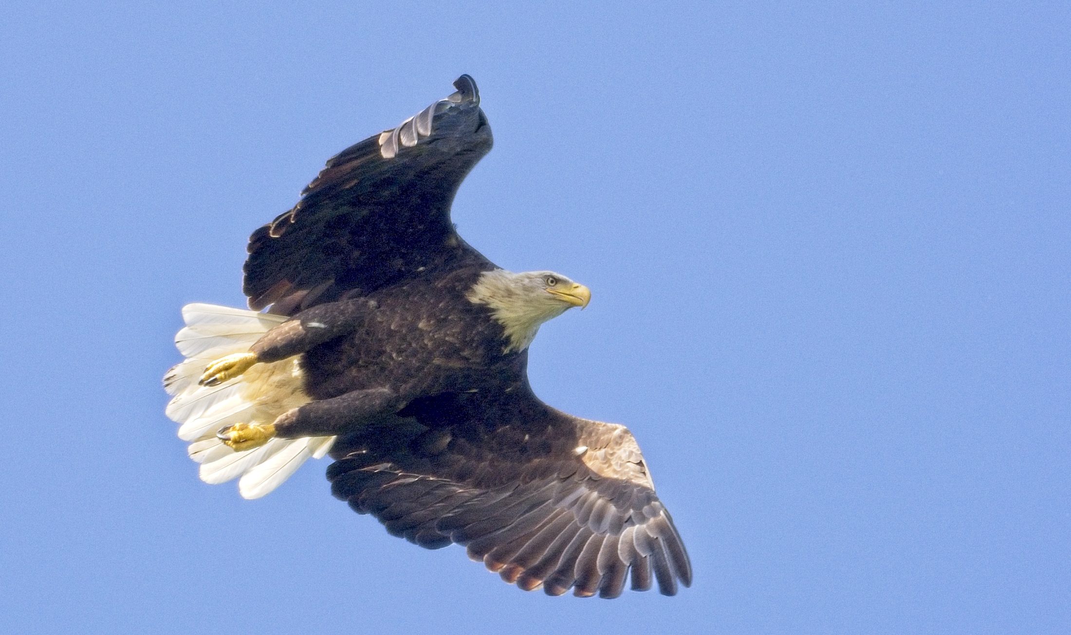 Bald eagle in flight, wings spread against blue sky