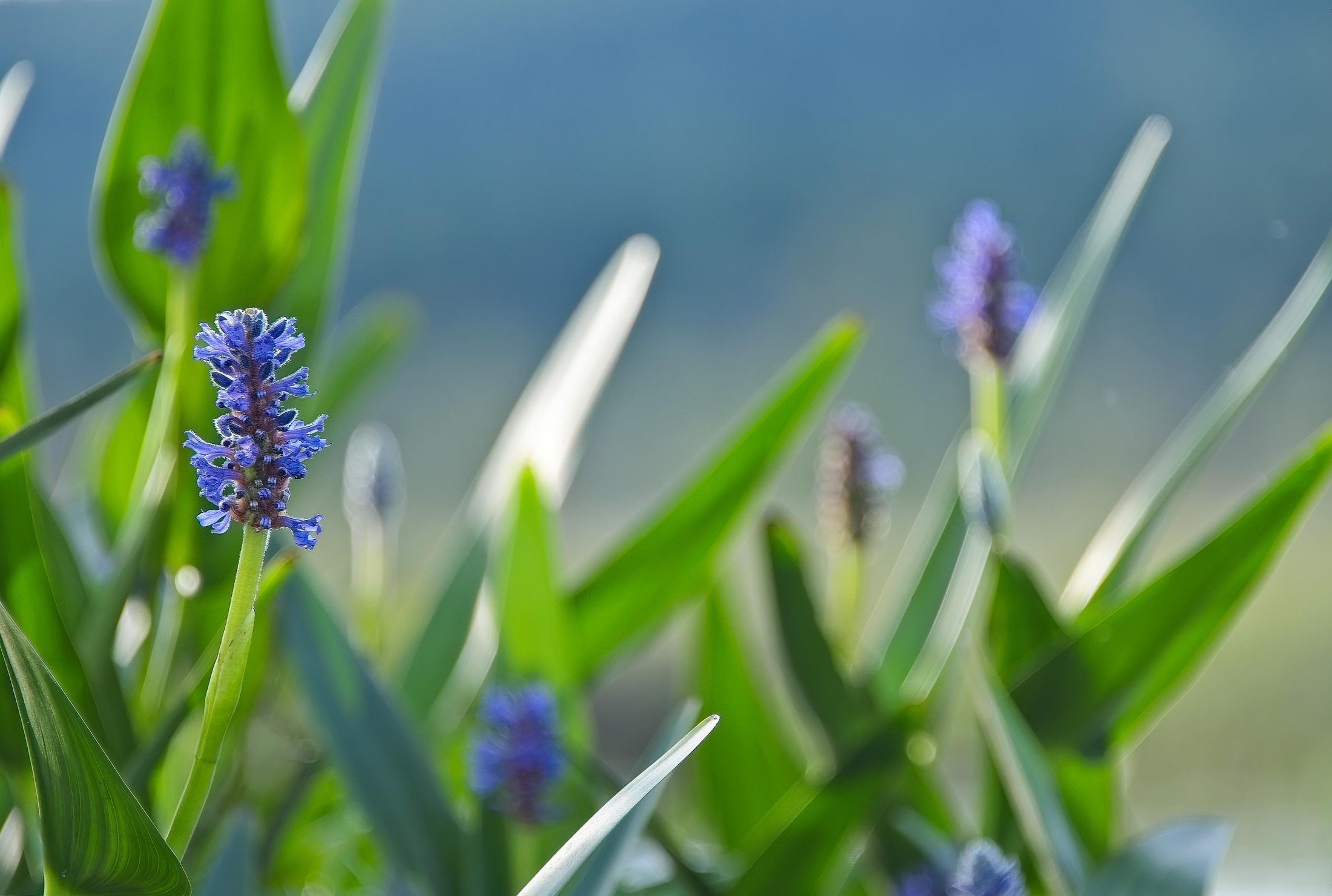 Pickerelweed flowers, macro