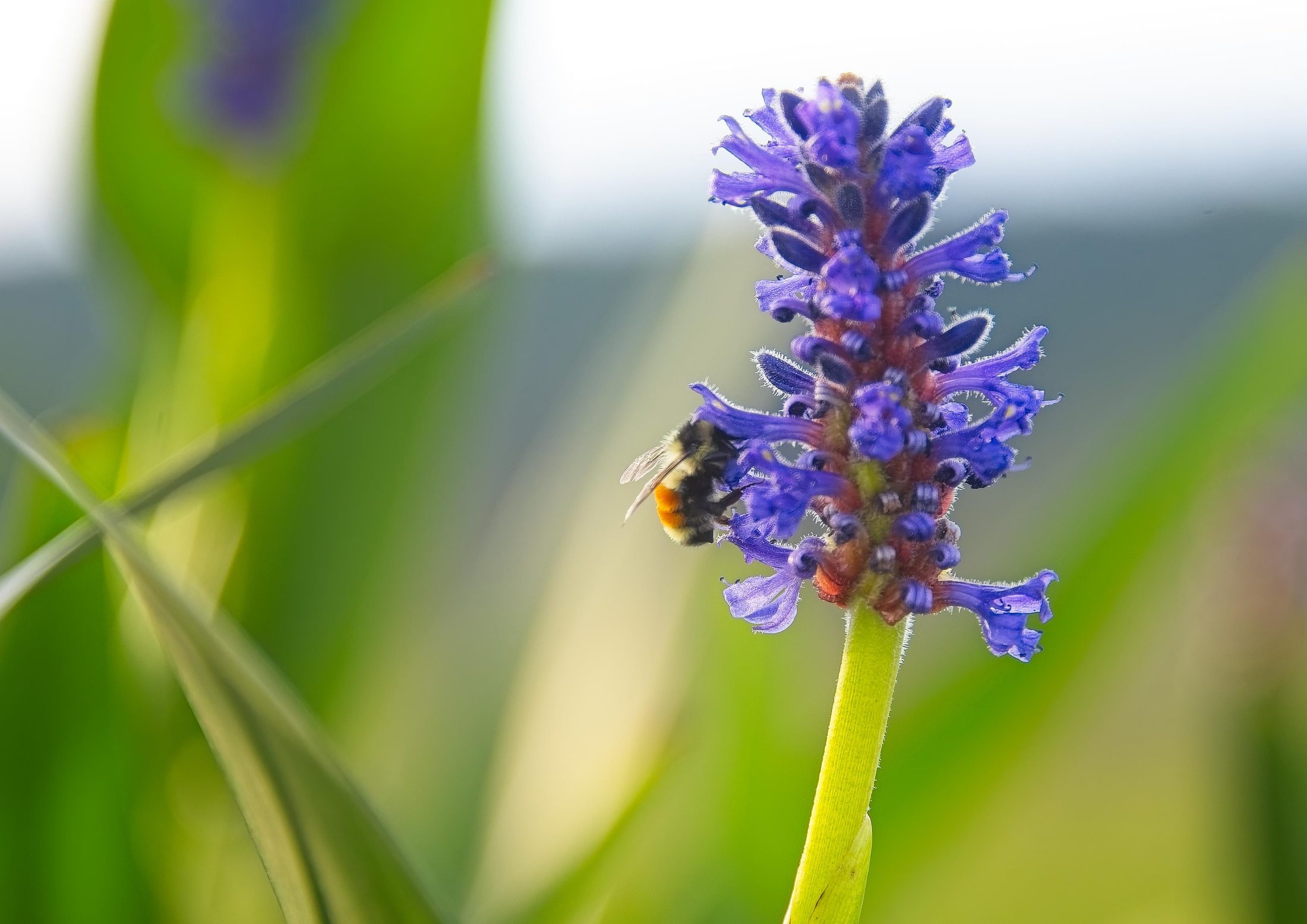 Pickerelweed flowers with bumblebee, macro