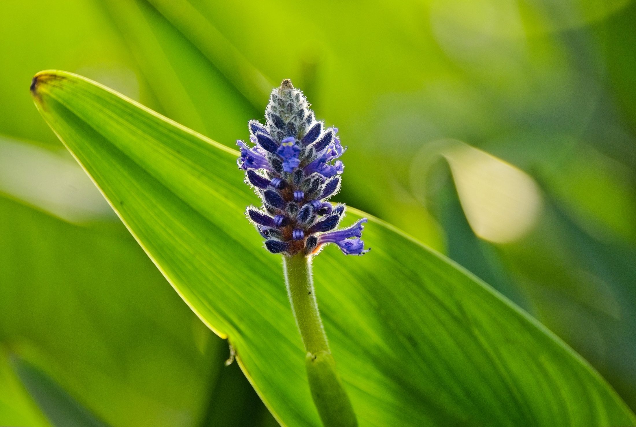 Pickerelweed flowers, macro